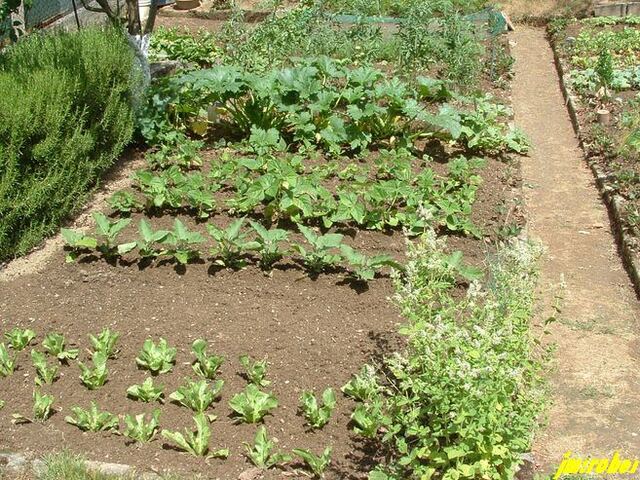 Ouf la canicule est partie , il a plu et mon potager revit 