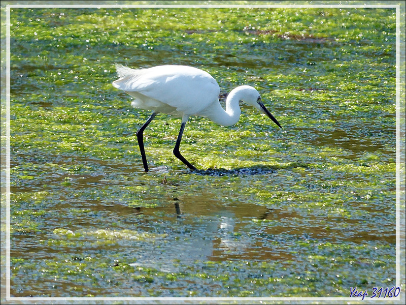 Aigrette garzette, Little Egret (Egretta garzetta) - La Couarde-sur-Mer - Île de Ré - 17