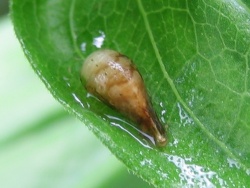 larve de syrphe