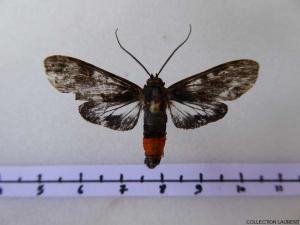 Euceron