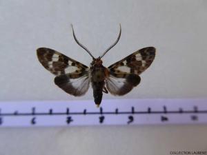 Heliura
