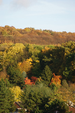 Début de la forêt