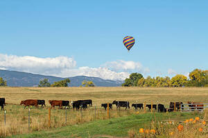 season balloons  meadow 