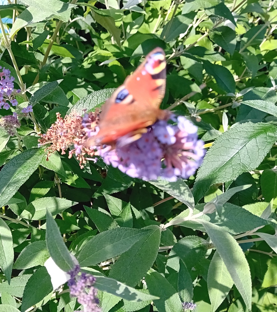  quelques photos  (arriére saison )