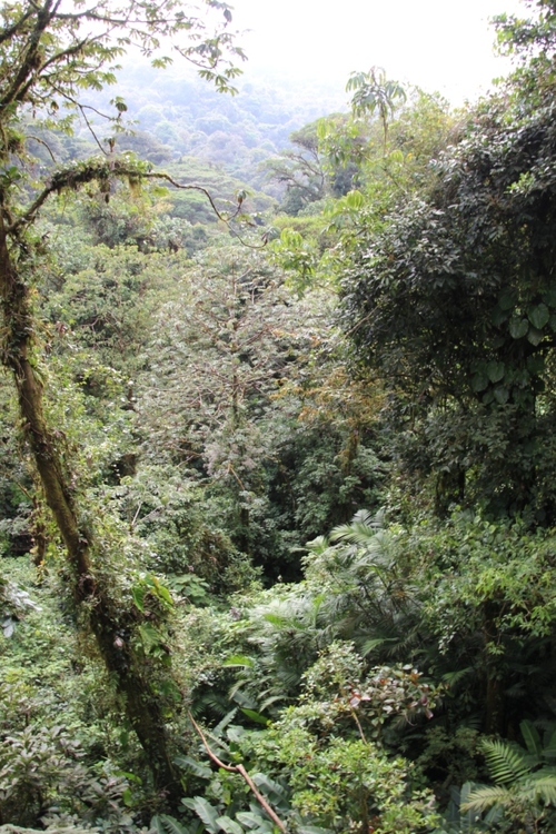 Au-dessus de la canopée sur les ponts suspendus de Monteverde
