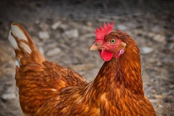 Adopteriez vous deux poules ?