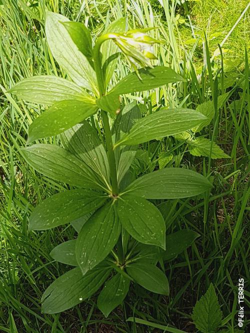 Randonnée botanique autour du Mezenc