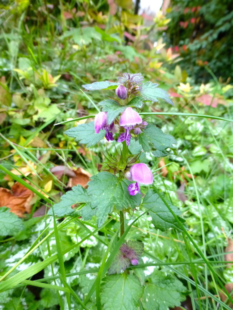 En rentrant de Bordeaux: un jardin plus fleuri que cet été!