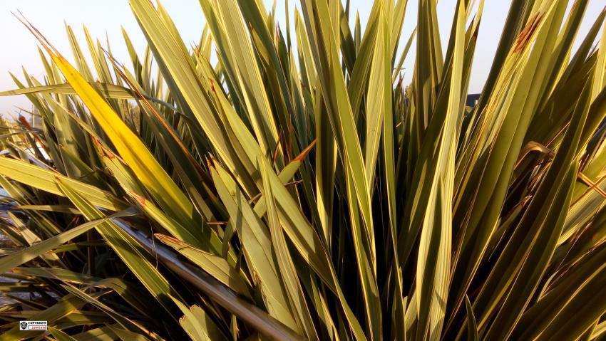 Palmier arbustif (Chamaerops humilis), le plus facile à cultiver