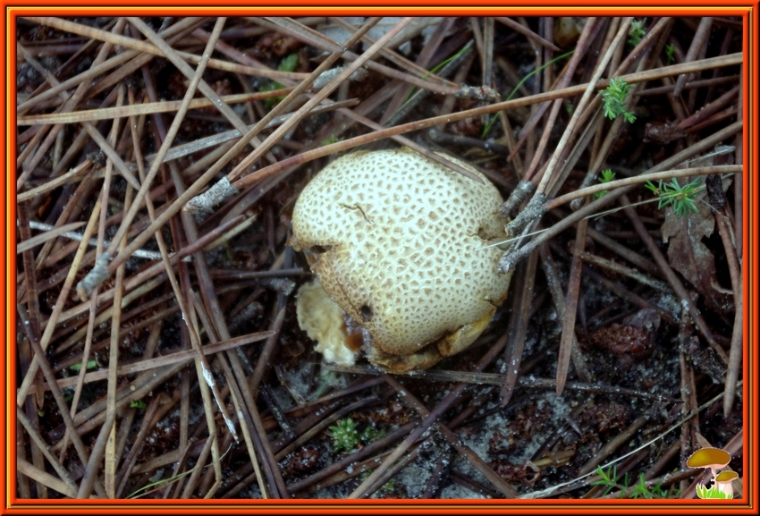 Couleurs d'automne dans les Landes