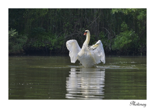 Cygne tuberculé