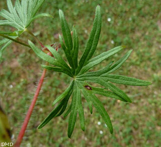 Geranium sanguineum - géranium sanguin