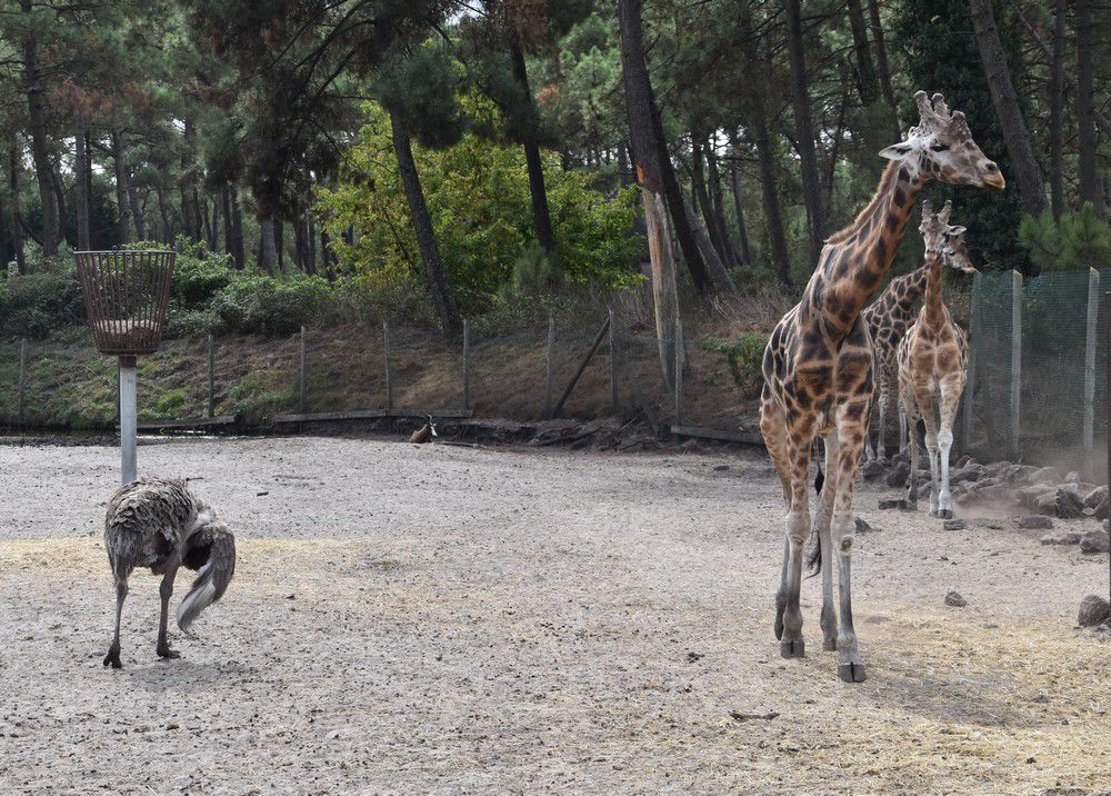 Les girafes, au zoo de La Teste...