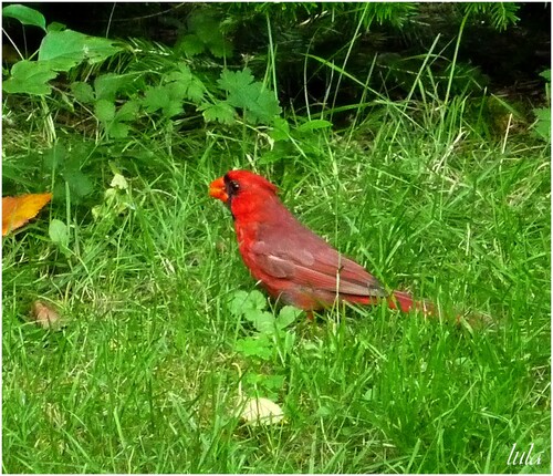 Cardinaux rouges