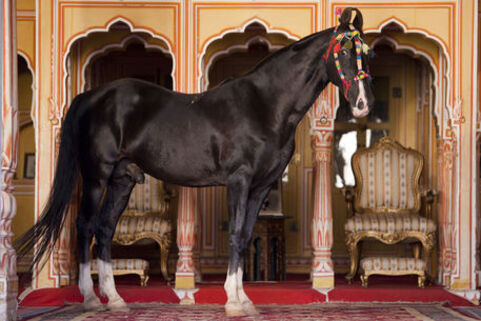 Le cheval en Inde...