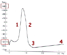 http://lancien.cowblog.fr/images/Cerveau1/potactionneurone.jpg