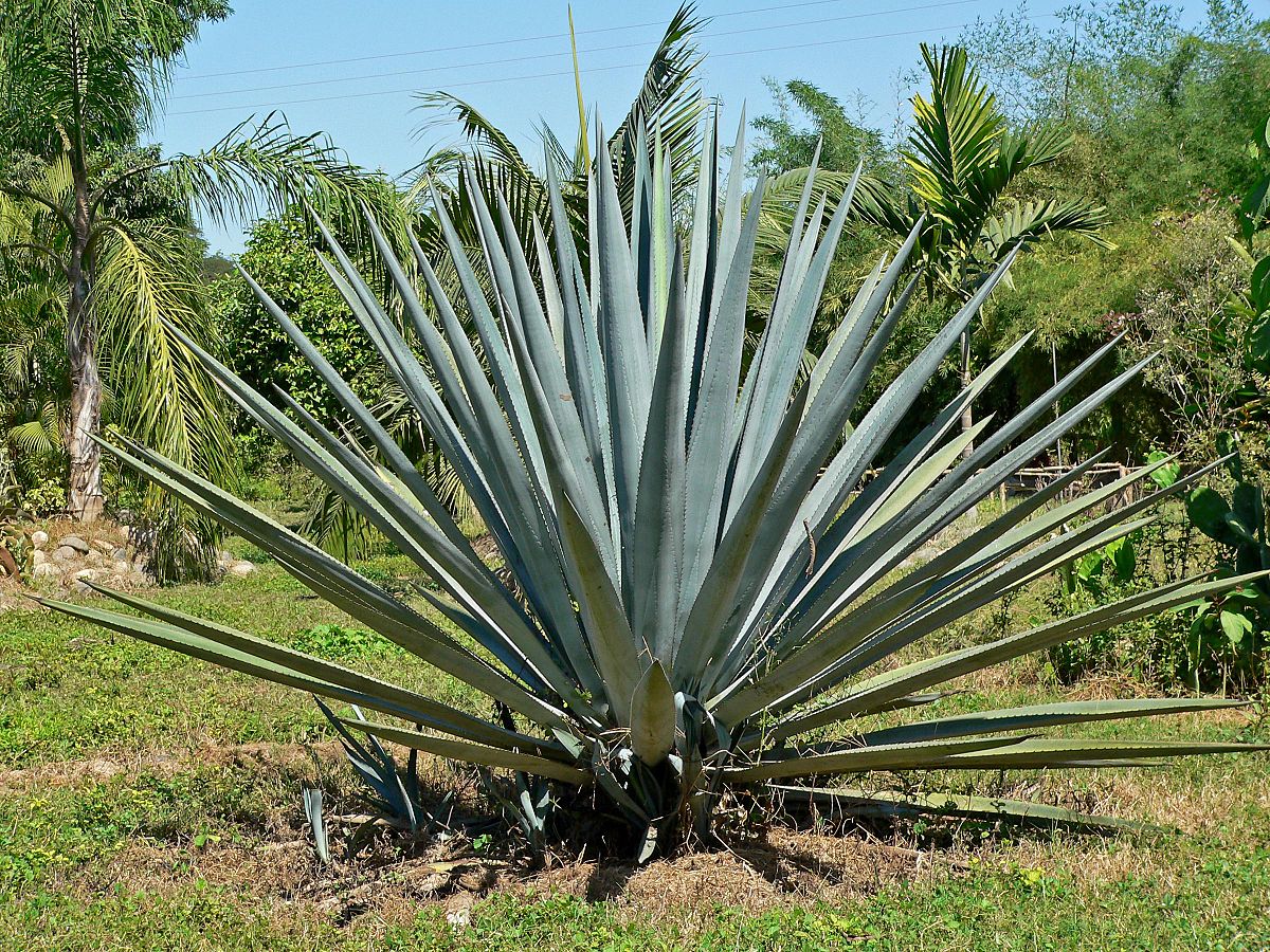 Agave_tequilana
