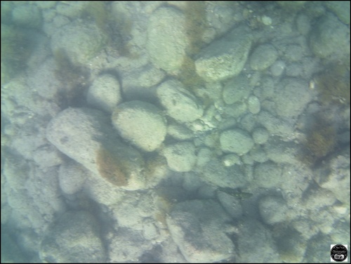 Grèce, vue sous-marine, de la mer Egée