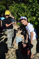 Comment se passe les Vendanges ? Sortie septembre