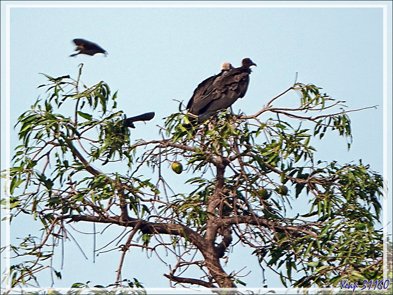 Les Roussettes, chauves-souris géantes frugivores de Bolama - Ile de Bolama - Bijagos - Guinée Bissau