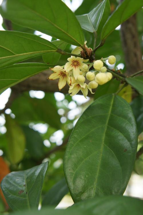 Fleurs cultivées : Kolatier