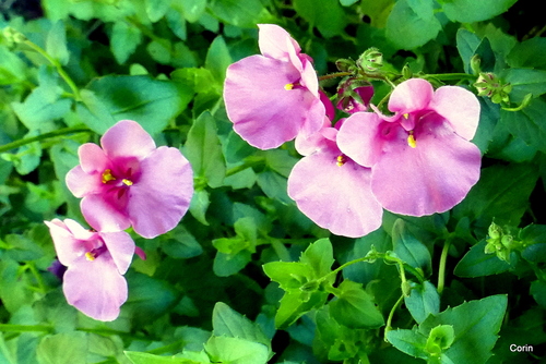 Belles fleurs roses !