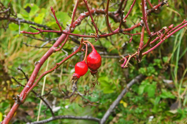 Instants d'automne