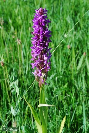 Botanique - les orchidées de l'Yonne