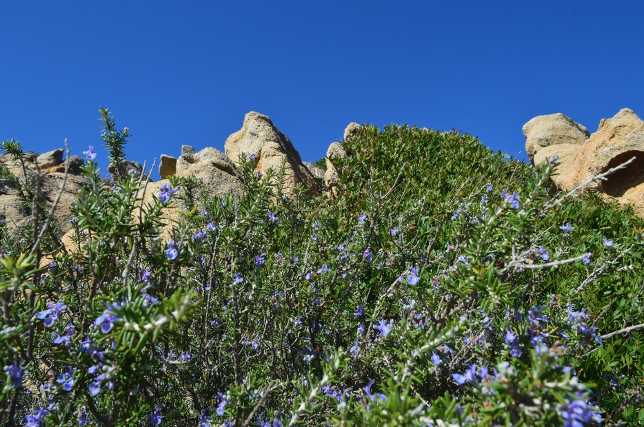 Haute-Corse, Calvi et la pointe de la Revellata