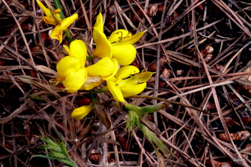 Des fleurs jaunes  : genêt 