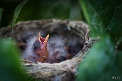 La Reproduction :Construction du nid, la gestion des oeufs, l'incubation, le mirage des oeufs
