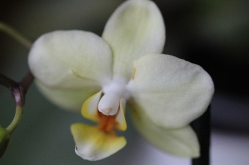 Nouveauté ce matin au royaume des orchidées