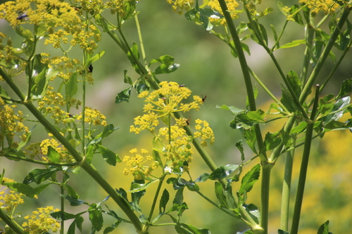 Fleurs d'Arménie