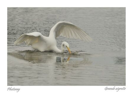 Grande aigrette 3