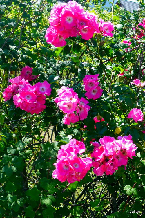 Belles roses roses