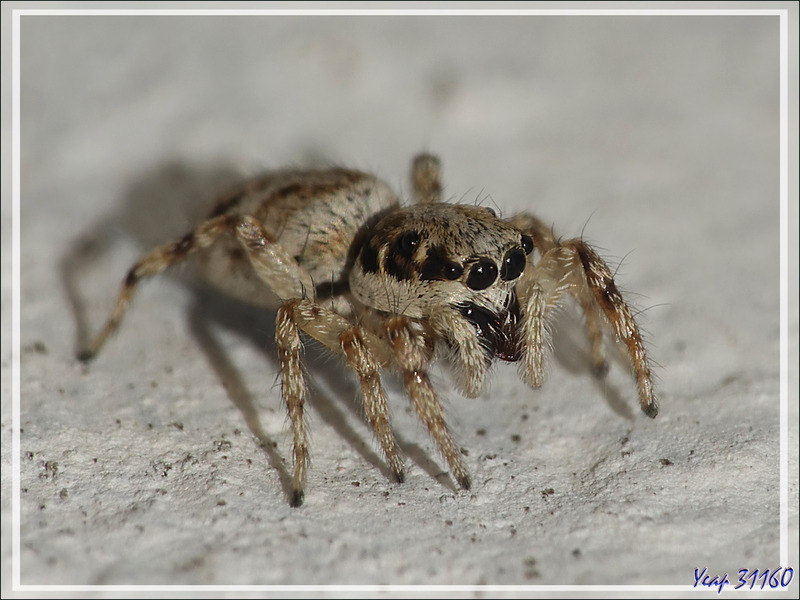 Araignée Saltique arlequin ou chevronnée (Salticus scenicus) - La Couarde-sur-Mer - Ile de Ré - 17