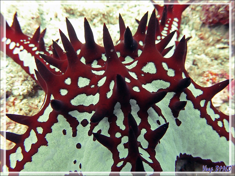 Etoile de mer à bosses rouges ou d'Afrique ou à cornes rouges, Red knobbed starfish, Red sea star (Protoreaster lincki) - Beangovo - Nosy Tsarabanjina - Archipel Mitsio - Madagascar