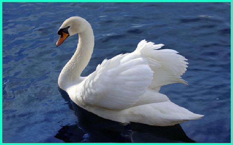 Le Cygne Inspiration Blog Diversifier