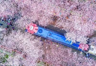 story life cherry blossoms trains 