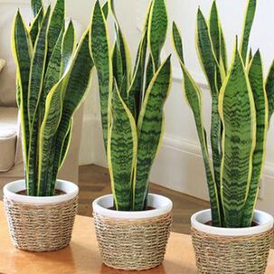 Résultat d’images pour La langue de belle-mère ou Couteau (Sansevieria trifasciata)