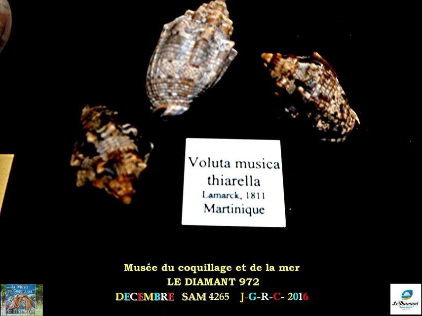 Le monde des coquillages de mer   1/5  21/29    LE DIAMANT MARTINIQUE       D    16/10/2018