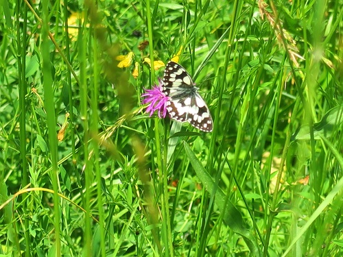 Demi-deuil (Melanargia galathea)