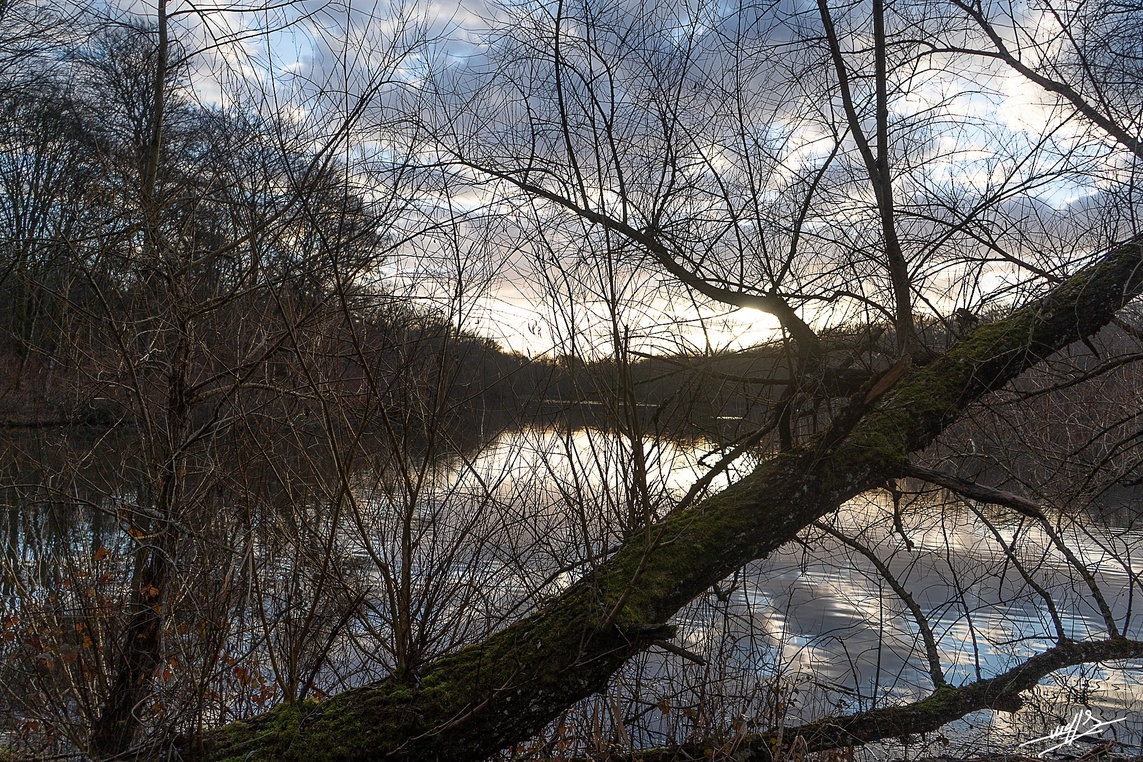 Contre-jour à l'étang Boisson.