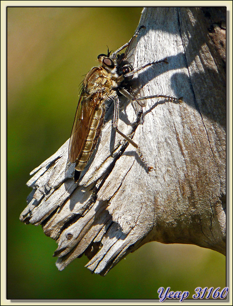 Mouche chasseresse : asile-frelon (Asilus crabroniformis) - La Couarde sur Mer - Ile de Ré - 17