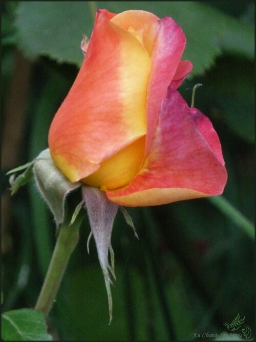 Les roses de juin fleurissent jusqu'à la fin...