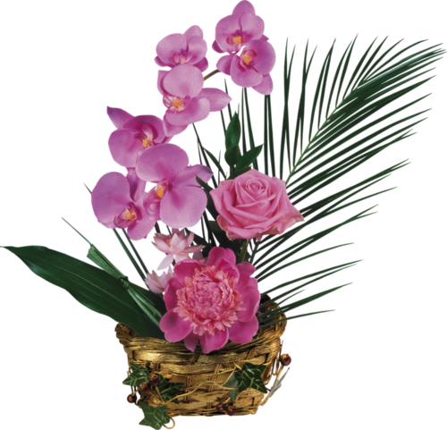 Orchidées en  vase