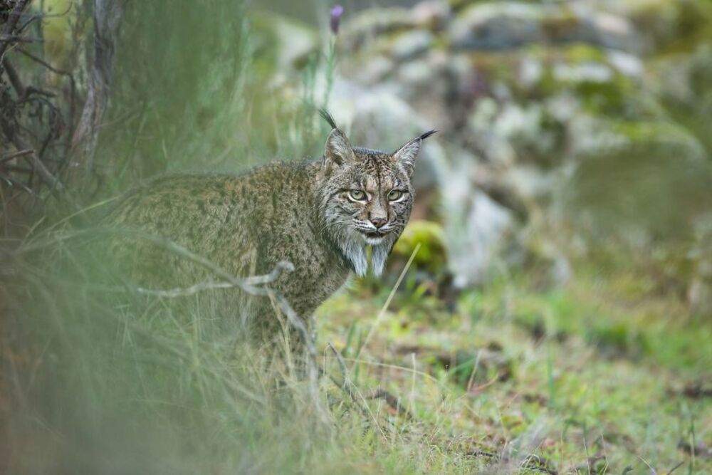 8. Regard de Lynx — Laura Albiac Vilas, Espagne