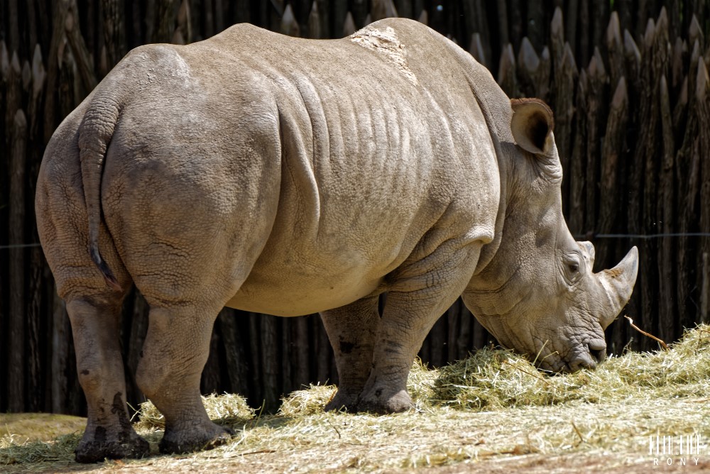 Eléonore et son petit rhinocéros blanc Sethemba, nouvelles photos