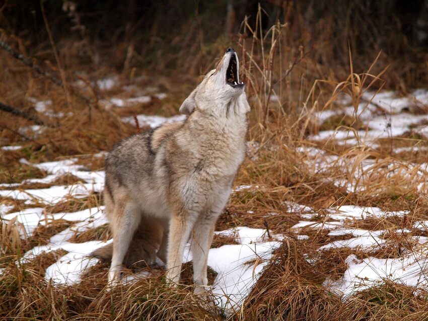 5 Images de Loups