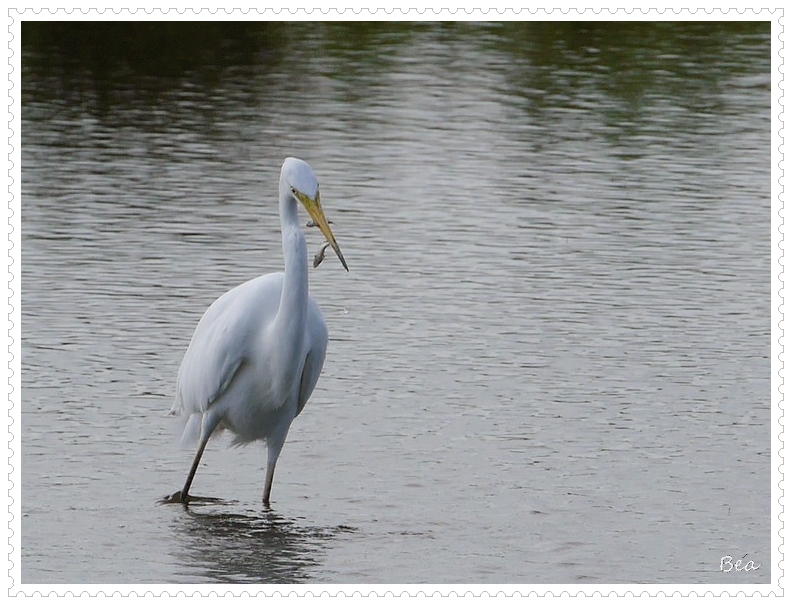 A plume ou à poil